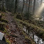 Forêt du morvan : chemin humide en hêtraie, mousse, lumière et ruisseau