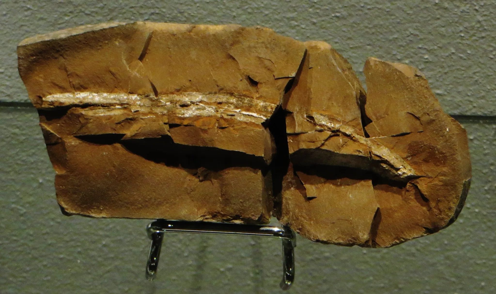 Un fossile de Myxineidus gononorum photographié au Muséum d'Autun